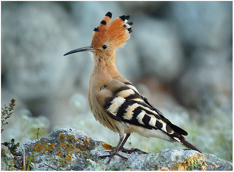 hudhud_kusu