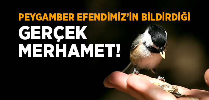 Gerçek Merhamet Nedir?