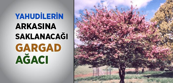 Yahudiler Korkularını Hangi Ağacın Ardına Saklıyor?
