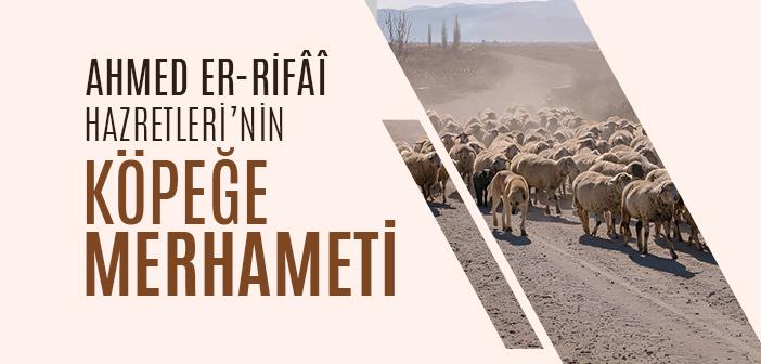 Ahmed er-Rifâî Hazretleri’nin Köpeğe Merhameti
