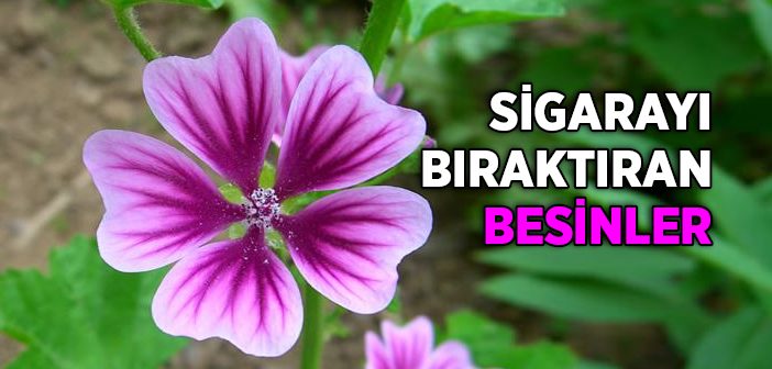 Sigara İçme İsteğini Azaltan Besinler