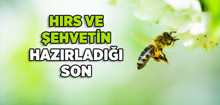 Arı ile Karınca Hikayesi