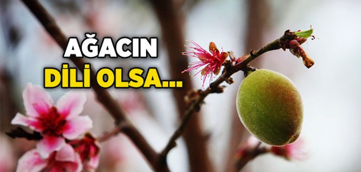 Ağacın Derdi Olur mu?