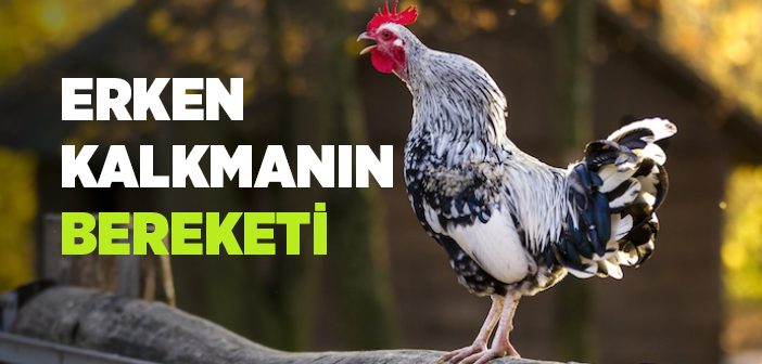 Erken Kalkmanın Bereketi