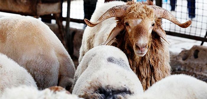 Gayrimüslim Kasabın Kestiği Kurban Geçerli midir?