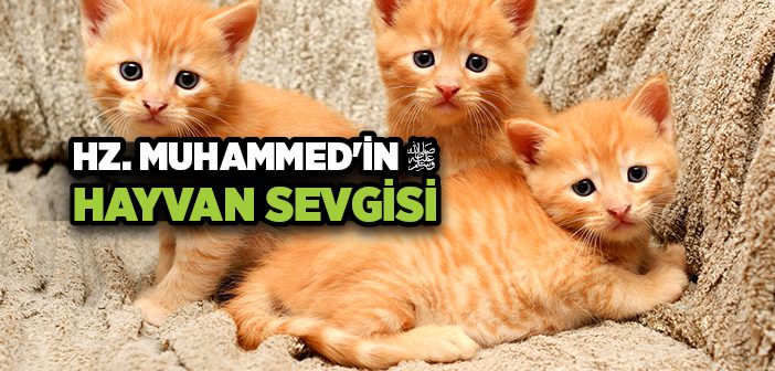 Peygamber Efendimizin Hayvan Sevgisi