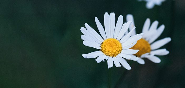 Peygamberimiz Müminleri Nelere Benzetirdi?