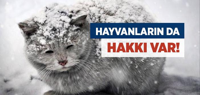 Hayvan Hakları ile İlgili Hadisler