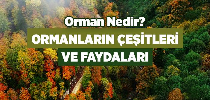 Orman Nedir?