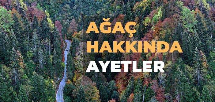 Ağaç ile İlgili Ayetler