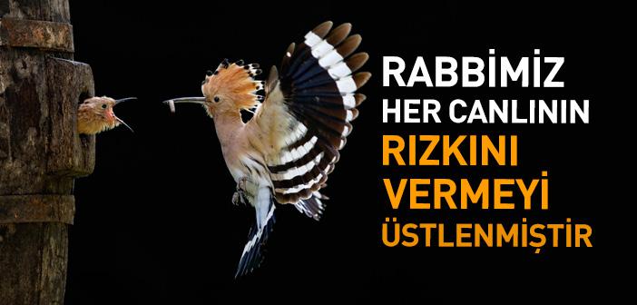 “Yeryüzündeki Her Canlının Rızkı Allah’a Aittir” Ayeti