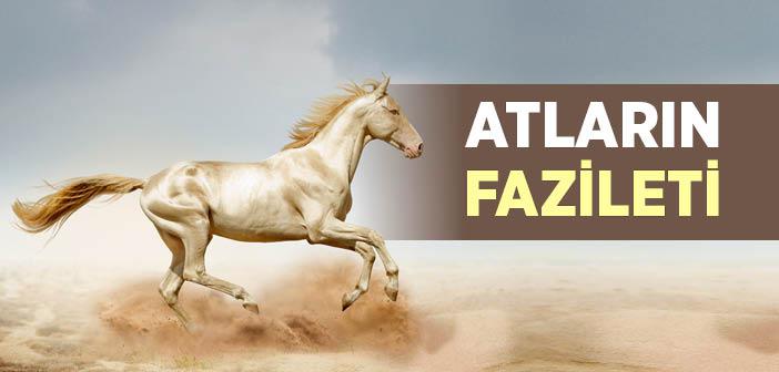 Atların Fazileti ile İlgili Hadisler
