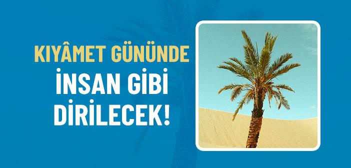 Peygamber Efendimiz’e Ağlayan Hurma Kütüğünün Hikayesi