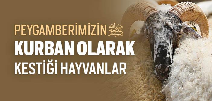 Peygamberimizin Kurban Olarak Kestiği Hayvanlar
