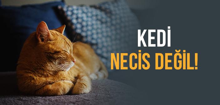 “Kedi Pis (Necis) Değildir” Hadisi