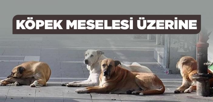 Köpek Meselesi Nedir?