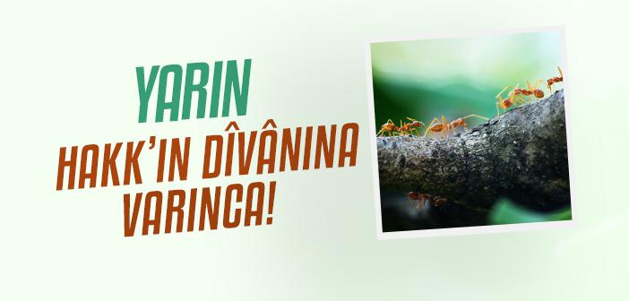 Nebevî Ahlâk Bir Karıncaya Bile Merhamet Etmeyi Nasıl Öğretiyor?