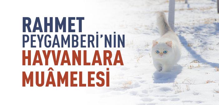 Bir Mü’min Hayvanlara Nasıl Muâmele Etmeli?