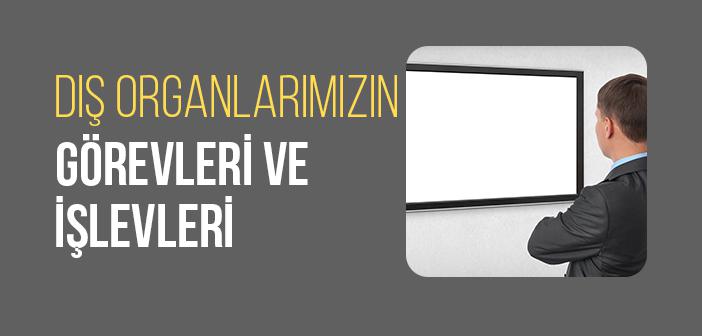 Dış Organlarımız ve Görevleri Nelerdir?