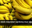 Kurandaki Gıdalar: Muz