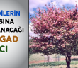 Yahudiler Korkularını Hangi Ağacın Ardına Saklıyor?