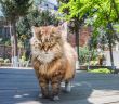 Dervişler İçin Kendini Feda Eden Kedi