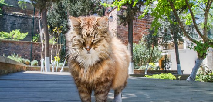 Dervişler İçin Kendini Feda Eden Kedi