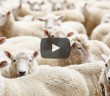 Kurban Keserken Nelere Dikkat Edilmelidir?