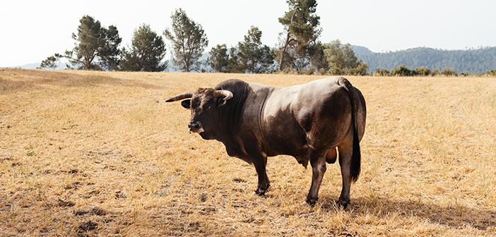 Kurban Bayramında Akika, ve Adak Kurbanı Ortak Kesilebilir mi?