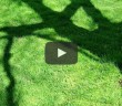 Gölgelendiğimiz Ağaç İçin Bile Hesap Vardır