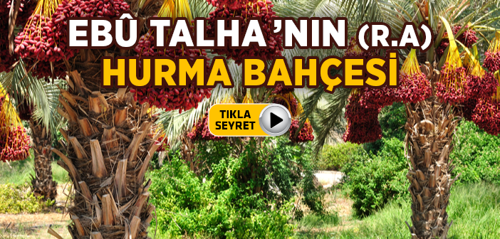 Ebu Talha’nın Hurma Bahçesi