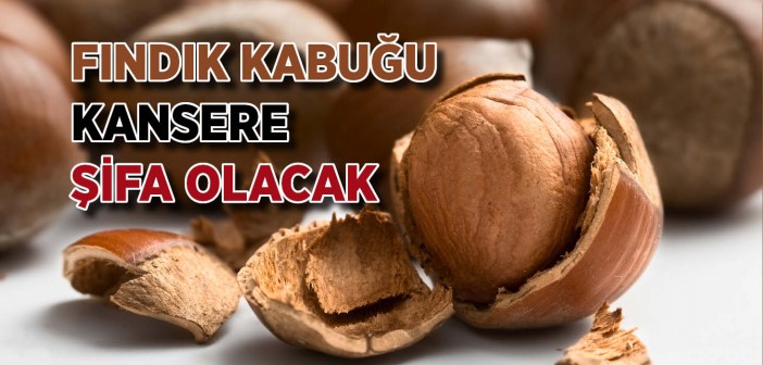 Fındık Kabuğu Kanser Hastalarına Şifa Olacak