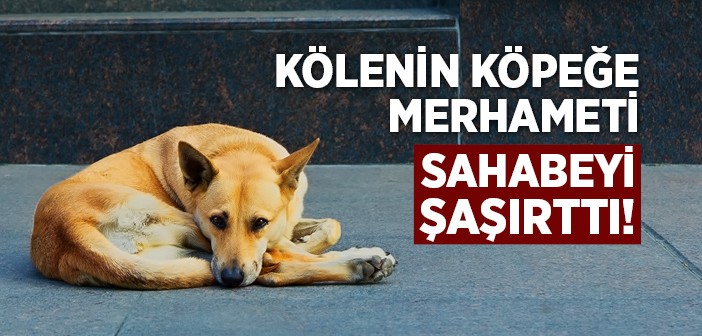 Kölenin Köpeğe Merhameti!