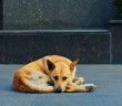 Kölenin Köpeğe Merhameti!