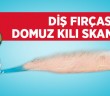 Dişinizdeki Domuz Kılı!