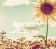 İfk (iftira) Hadisesi Nedir?