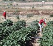 Gazze'de 90 Dönüm Tarım Arazisi Telef Oldu