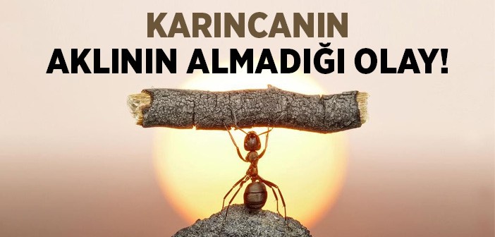 Karınca Aklıyla Dünyaya Bakmak