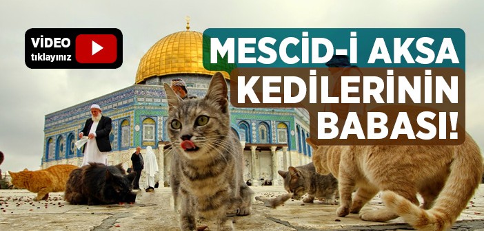 Mescid-i Aksâ Kedilerinin Babası