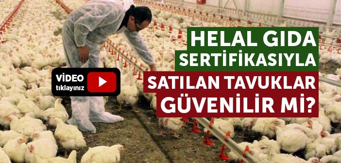 Helal Gıda Sertifikasıyla Satılan Tavuklar Güvenilir mi?