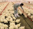 Helal Gıda Sertifikasıyla Satılan Tavuklar Güvenilir mi?
