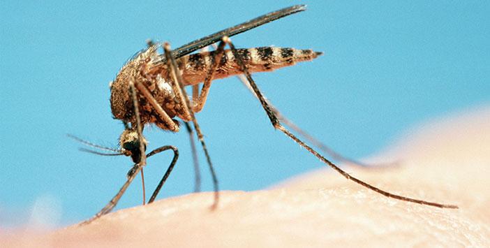 En Doğal Sivrisinek Savar