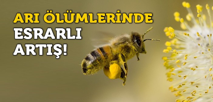 Arı Ölümlerinde Artış Yaşanıyor