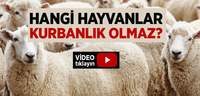 Hangi Hayvanlar Kurbanlık Olmaz?