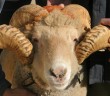 Kurban Kesmenin Edebi Nedir?