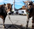 Kurbana Eziyet Edenlere Para Cezası