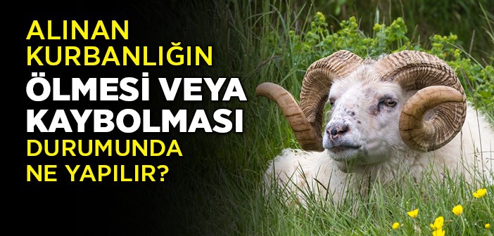 Alınan Kurbanlığın Ölmesi veya Kaybolması Durumunda Ne Yapılır?