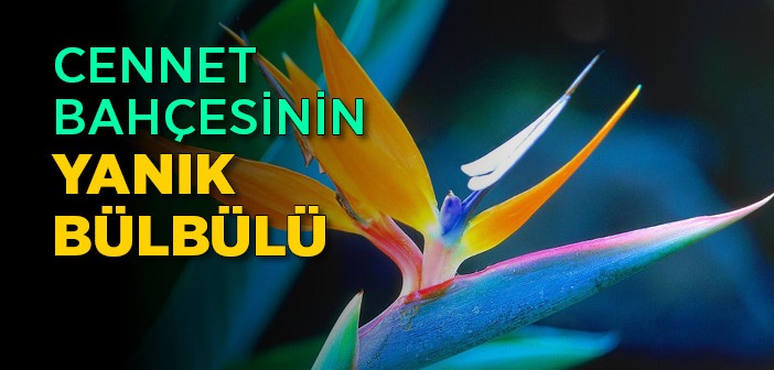 Cennet Bahçesinin Yanık Bülbülü