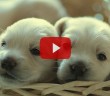 Köpek Ticareti Yapmak Haram mıdır?