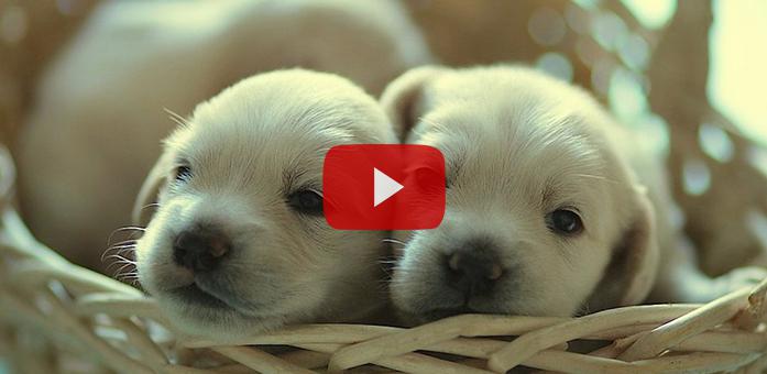 Köpek Ticareti Yapmak Haram mıdır?